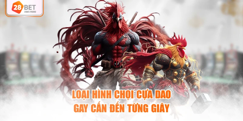 Loại hình chọi cựa dao gay cấn đến từng giây